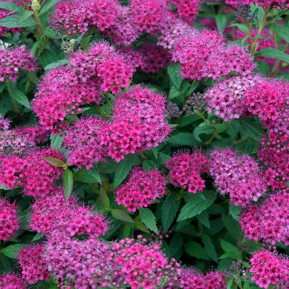 Japán gyöngyvessző (Spiraea japonica 'Anthony Waterer')