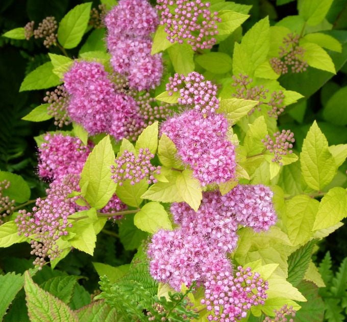 Japán gyöngyvessző (Spiraea japonica 'Golden Princess')