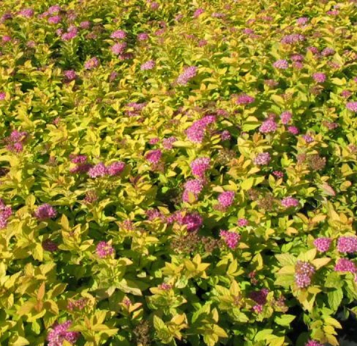 Japán gyöngyvessző (Spiraea japonica 'Golden Princess')