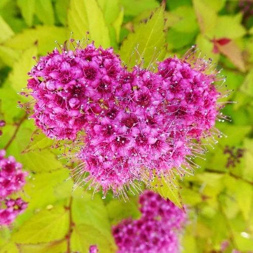 Japán gyöngyvessző (Spiraea japonica 'Golden Princess')