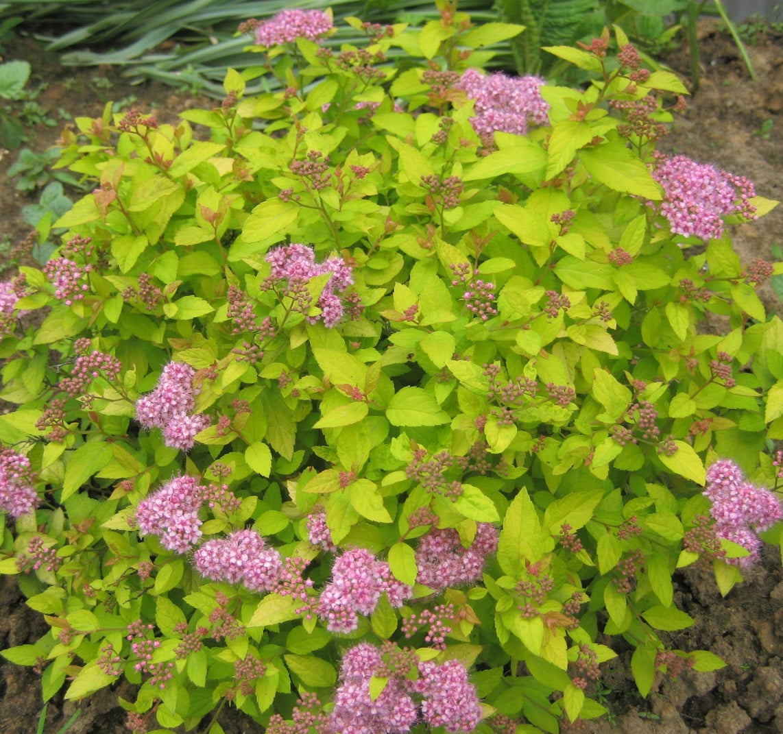 Japán gyöngyvessző (Spiraea japonica 'Golden Princess')