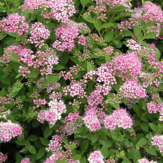 Japán gyöngyvessző (Spiraea japonica 'Little Princess')