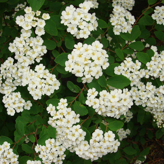 Közönséges gyöngyvessző (Spiraea vanhouttei)