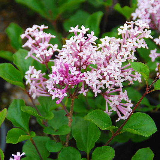 Törpe orgona (Syringa meyeri 'Palibin')