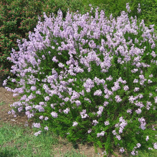 Törpe orgona, bársonyos orgona (Syringa patula 'Miss Kim')
