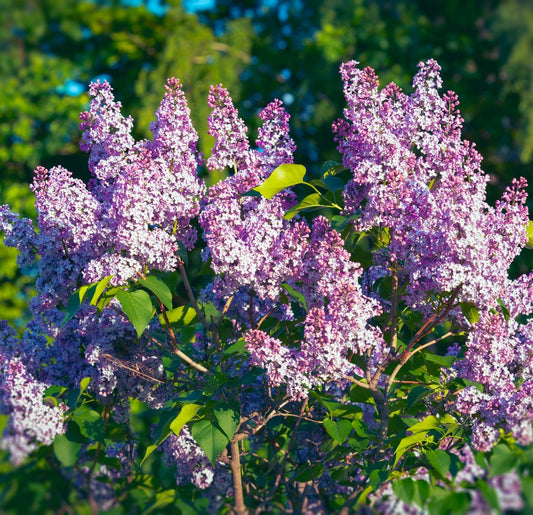 Közönséges orgona (Syringa vulgaris)