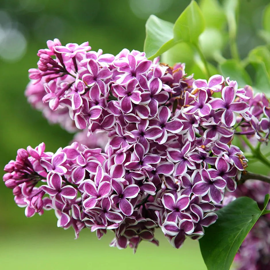 Közönséges orgona (Syringa vulgaris 'Sensation')