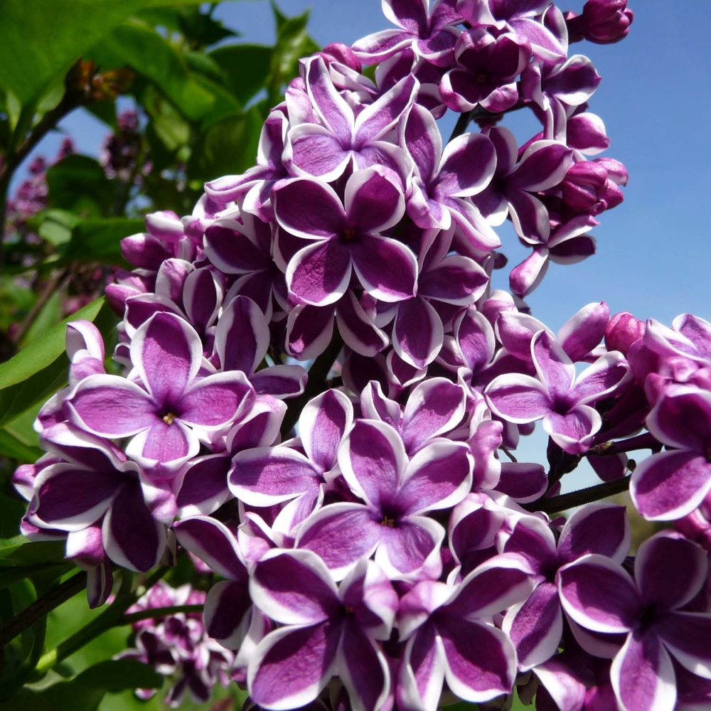 Közönséges orgona (Syringa vulgaris 'Sensation')