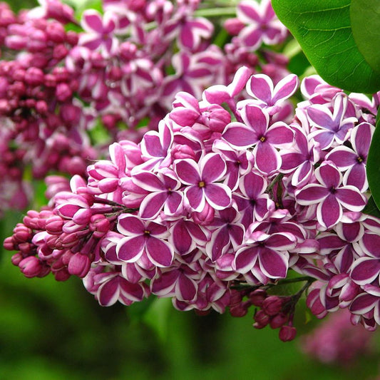 Közönséges orgona (Syringa vulgaris 'Sensation')