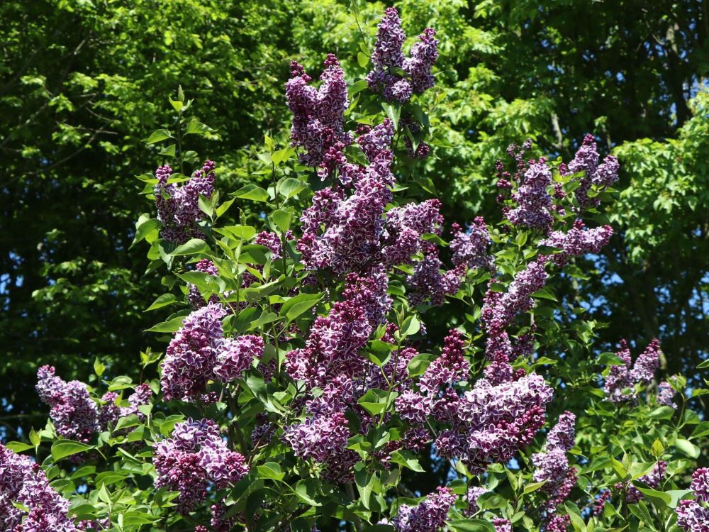 Közönséges orgona (Syringa vulgaris 'Sensation')