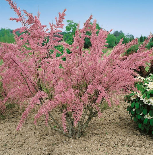 Tamariska (Tamarix tetrandra)