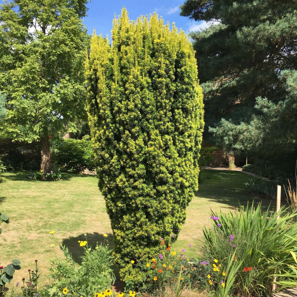 Arany oszlopos tiszafa (Taxus baccata 'Fastigiata Aurea')