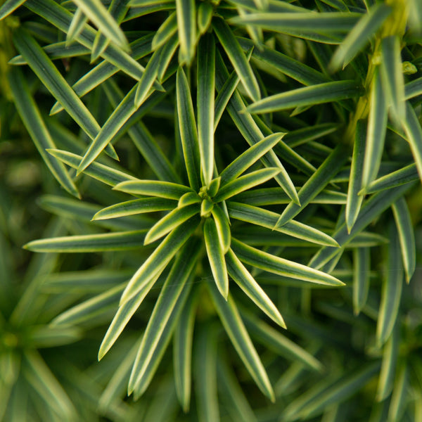 Arany oszlopos tiszafa (Taxus baccata 'Fastigiata Aurea')