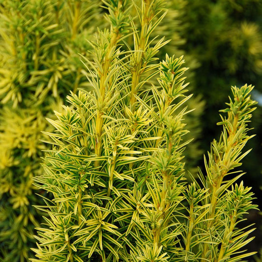 Arany oszlopos tiszafa (Taxus baccata 'Fastigiata Aurea')