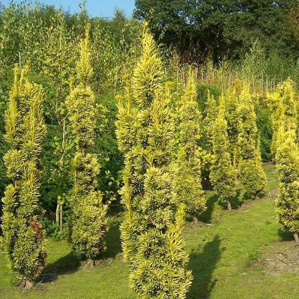 Arany oszlopos tiszafa (Taxus baccata 'Fastigiata Aurea')