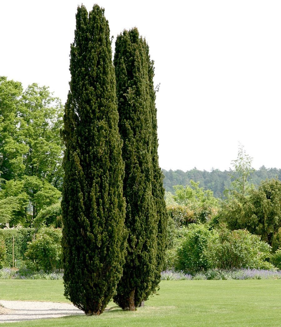 Oszlopos tiszafa (Taxus baccata 'Fastigiata Robusta')