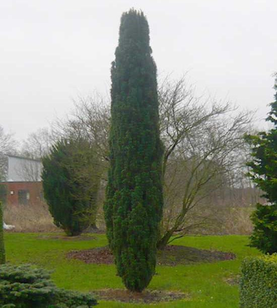 Oszlopos tiszafa (Taxus baccata 'Fastigiata Robusta')