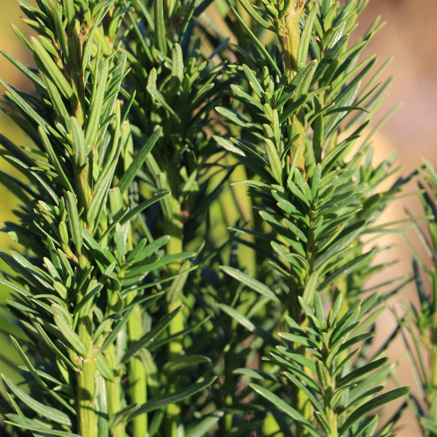 Oszlopos tiszafa (Taxus baccata 'Fastigiata Robusta')