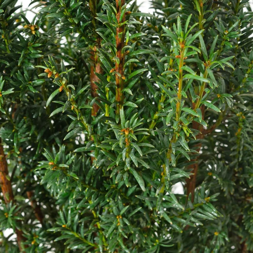 Tiszafa (Taxus baccata 'Overeynderi')