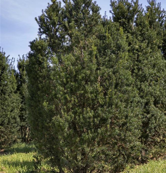 Tiszafa (Taxus baccata 'Overeynderi')