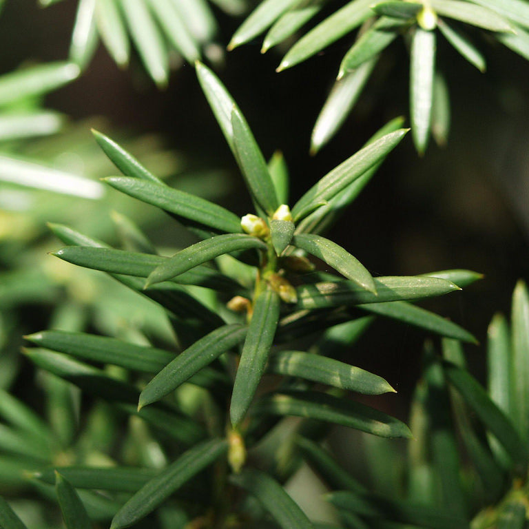 Tiszafa (Taxus baccata 'Overeynderi')