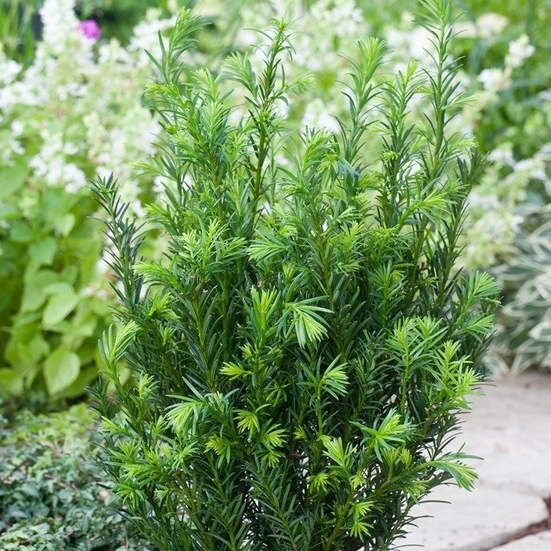 Tiszafa (Taxus media 'Groenland')