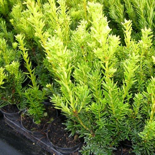 Tiszafa (Taxus media 'Groenland')