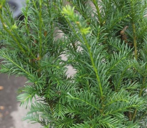 Tiszafa (Taxus media 'Groenland')