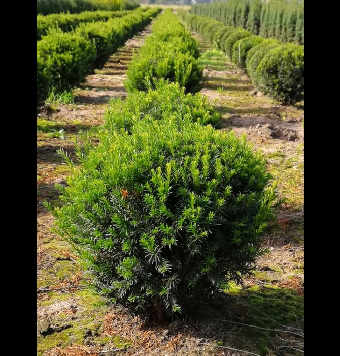 Tiszafa (Taxus media 'Groenland')