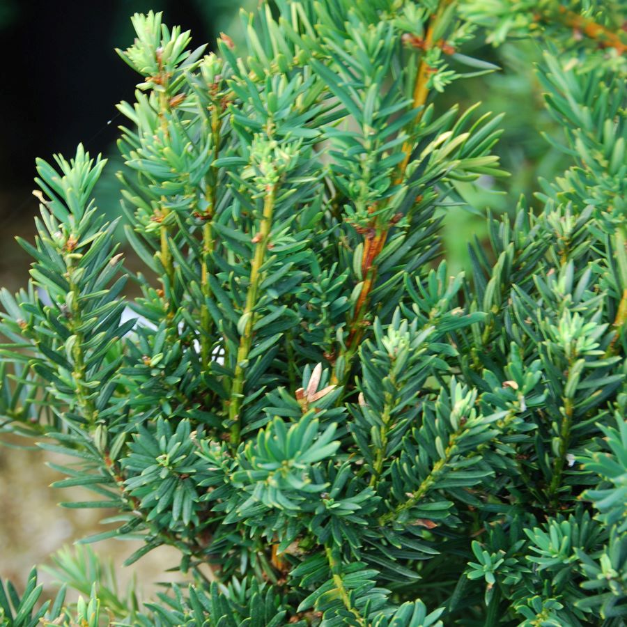 Tiszafa (Taxus x media 'Hillii')