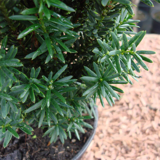 Tiszafa (Taxus x media 'Hillii')