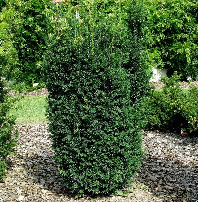 Tiszafa (Taxus x media 'Hillii')