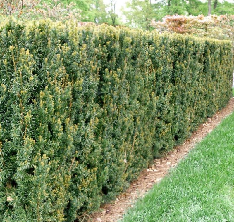 Tiszafa (Taxus x media 'Hillii')