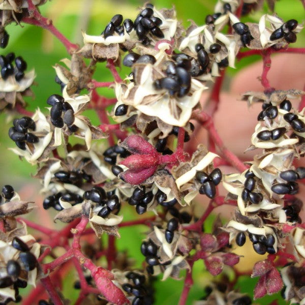 Kínai mézelőfa (Tetradium danielli var. hupehensis (syn.: Evodia hupehensis))