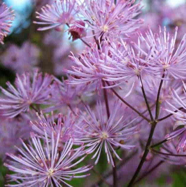 Erdei borkóró, galamblevelű borkóró (Thalictrum aquilegifolium)