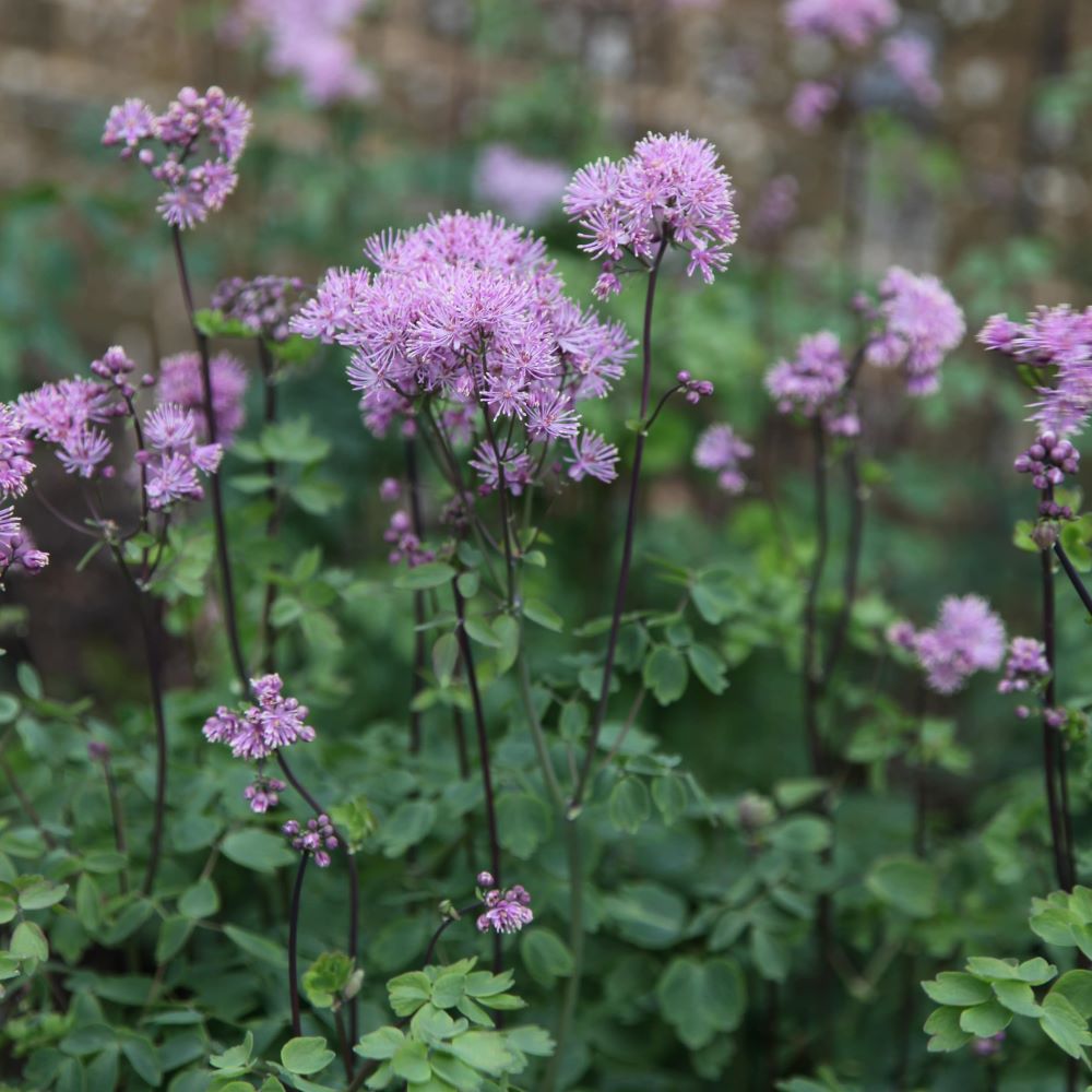 Erdei borkóró, galamblevelű borkóró (Thalictrum aquilegifolium)