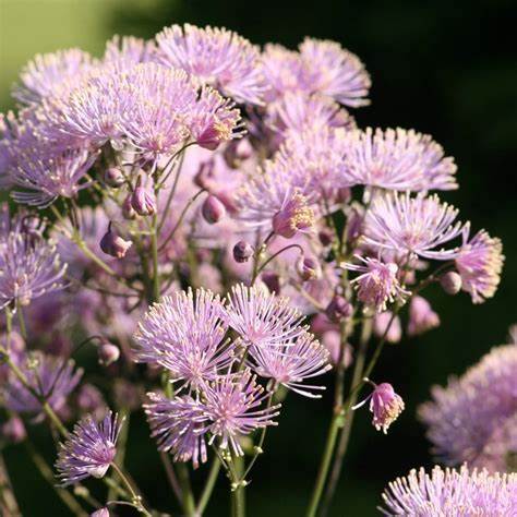 Erdei borkóró, galamblevelű borkóró (Thalictrum aquilegifolium)