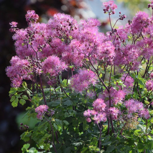 Erdei borkóró, galamblevelű borkóró (Thalictrum aquilegifolium)