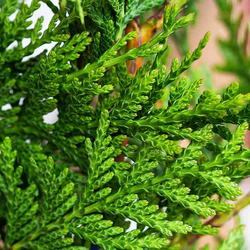 Óriás tuja (Thuja plicata 'Atrovirens')