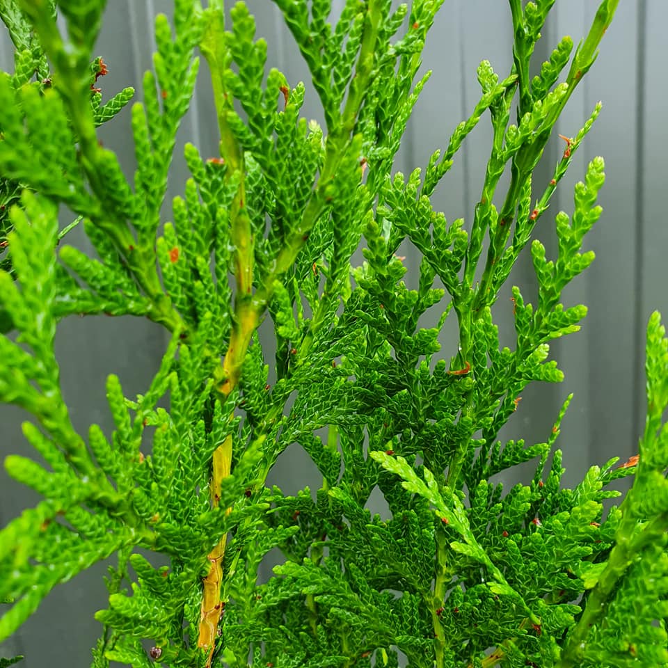 Óriás tuja (Thuja plicata 'Atrovirens')