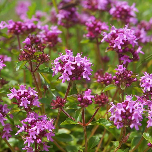 Mezei kakukkfű (Thymus serpyllum)