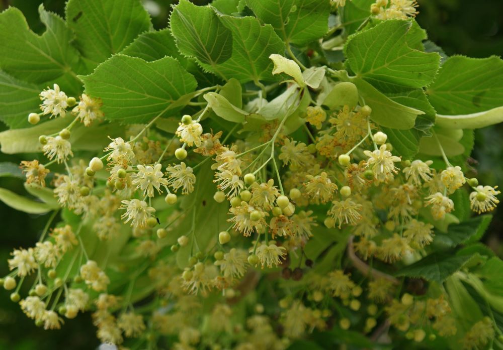 Kislevelű hárs (Tilia cordata)