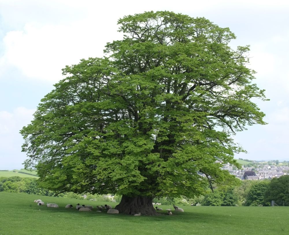 Kislevelű hárs (Tilia cordata)