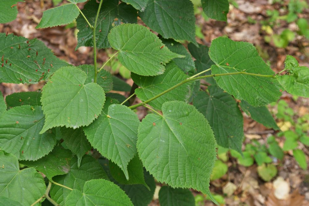 Kislevelű hárs (Tilia cordata)