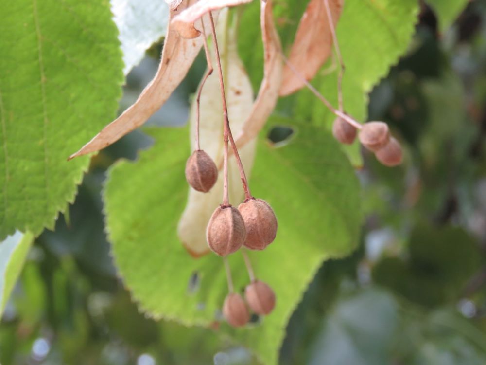 Kislevelű hárs (Tilia cordata)