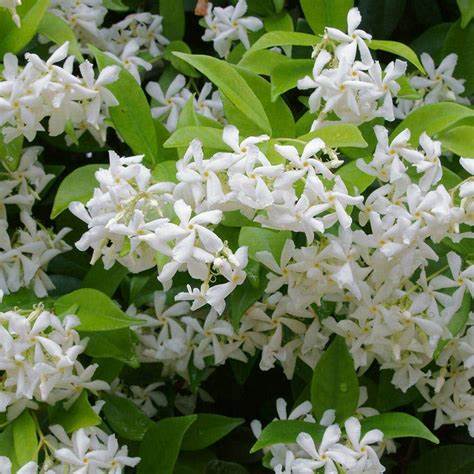 Csillagjázmin (Trachelospermum jasminoides)