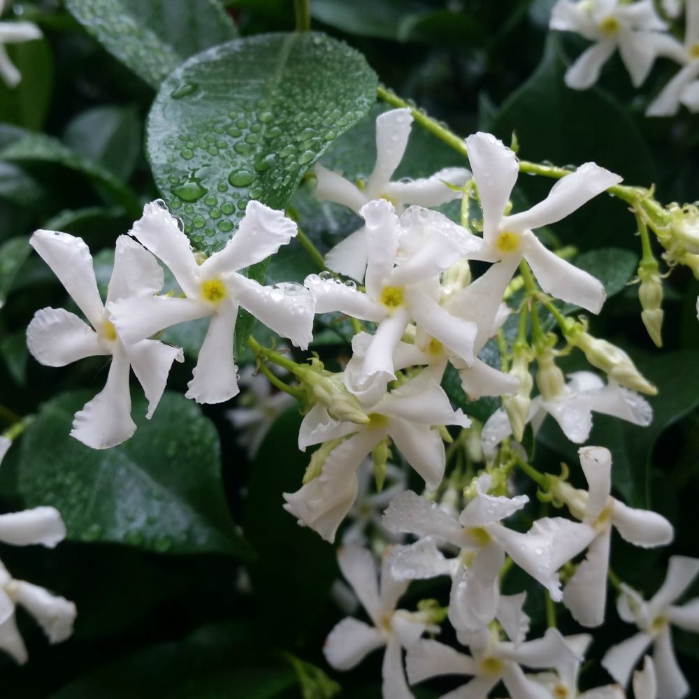 Csillagjázmin (Trachelospermum jasminoides)