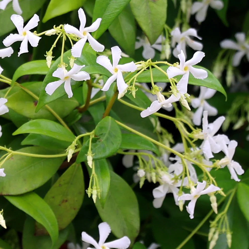 Csillagjázmin (Trachelospermum jasminoides)