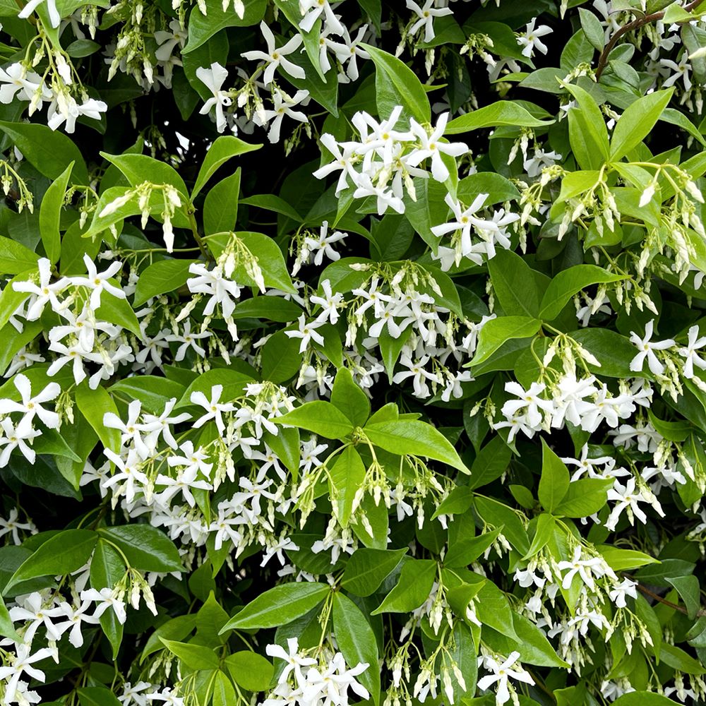 Csillagjázmin (Trachelospermum jasminoides)