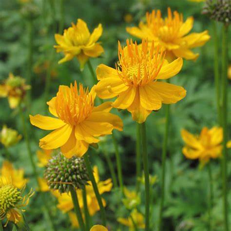 Kínai zergeboglár (Trollius chinensis 'Golden Queen')
